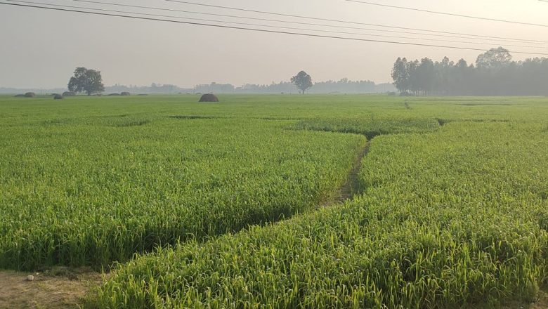 डुडुवाद्धारा कृषि मूल बीउ उत्पादन शुरु