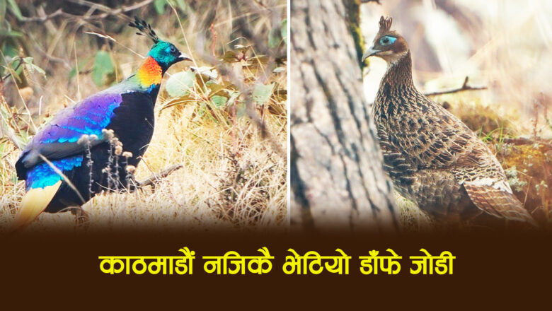 काठमाडौं नजिकै भेटियो डाँफे जोडी (तस्बिरसहित)