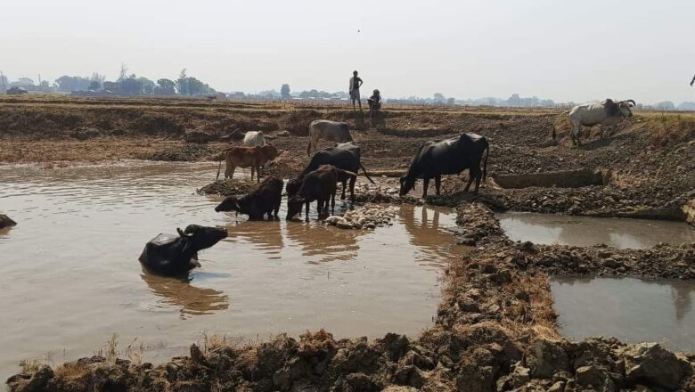 पोखरीलाई सौन्दर्यीकरण गरी पोखरी कै रुपमा संरक्षण गर्न उच्च अदालत नेपालगन्जको फैसला