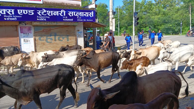 छाडा छाडिएका ६४ पशुचौपाया काञ्जी हाउस पुर्याइयो