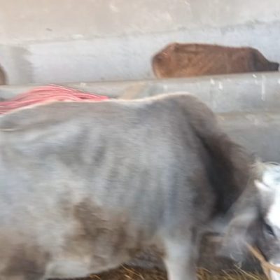 जानकीमा रहेको गौशालामा भोक–भोकै मर्न थाले गाई–गोरु, जग्गामा बस्ती बसाउने जनप्रतिनिधिहरुको षड्यन्त्र !