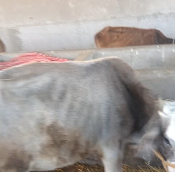 जानकीमा रहेको गौशालामा भोक–भोकै मर्न थाले गाई–गोरु, जग्गामा बस्ती बसाउने जनप्रतिनिधिहरुको षड्यन्त्र !