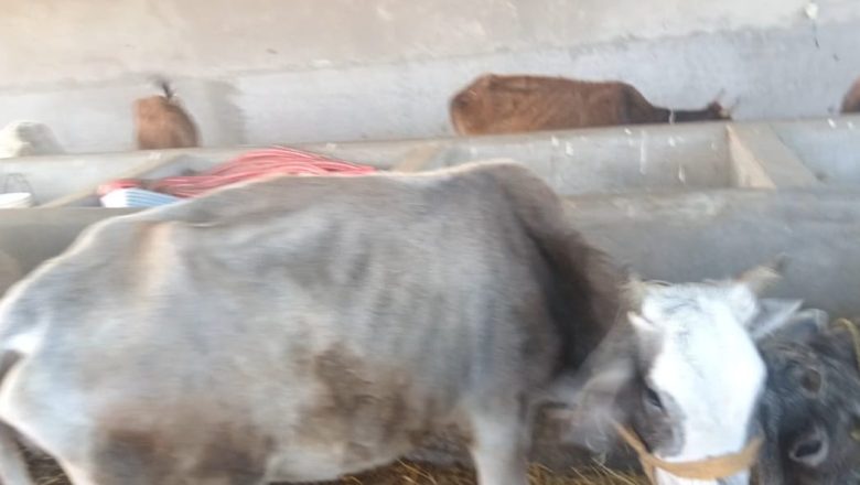 जानकीमा रहेको गौशालामा भोक–भोकै मर्न थाले गाई–गोरु, जग्गामा बस्ती बसाउने जनप्रतिनिधिहरुको षड्यन्त्र !